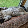 cat, closeup, cozy, cushion, domestic_animal, feline, fur, indoor, kitten, lying_down, mesh_screen, paw, pet, relaxed, resting, sleepy, tabby, texture, window, young_animal