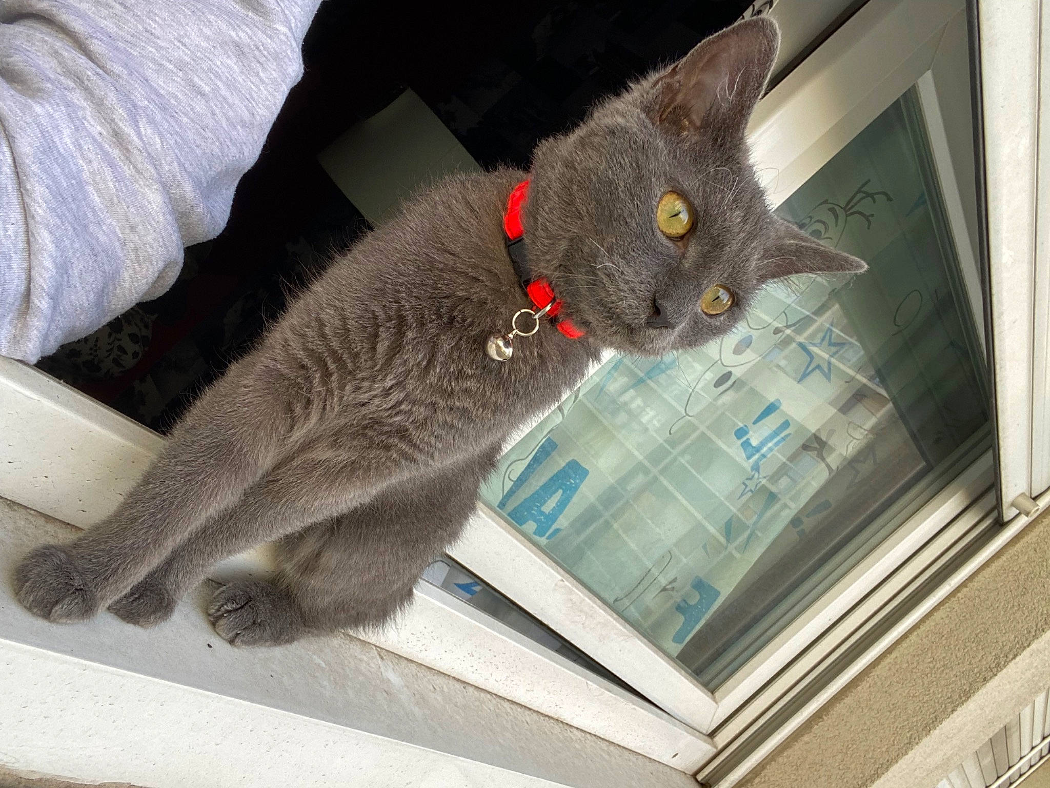 Kindër a rejoint le concours — aidez-le/la à gagner de superbes lots ! carnivore, cat, cat_supply, claw, comfort, domestic_short_haired_cat, felidae, fur, grey, russian_blue, small_to_medium_sized_cats, snout, tail, whiskers, window