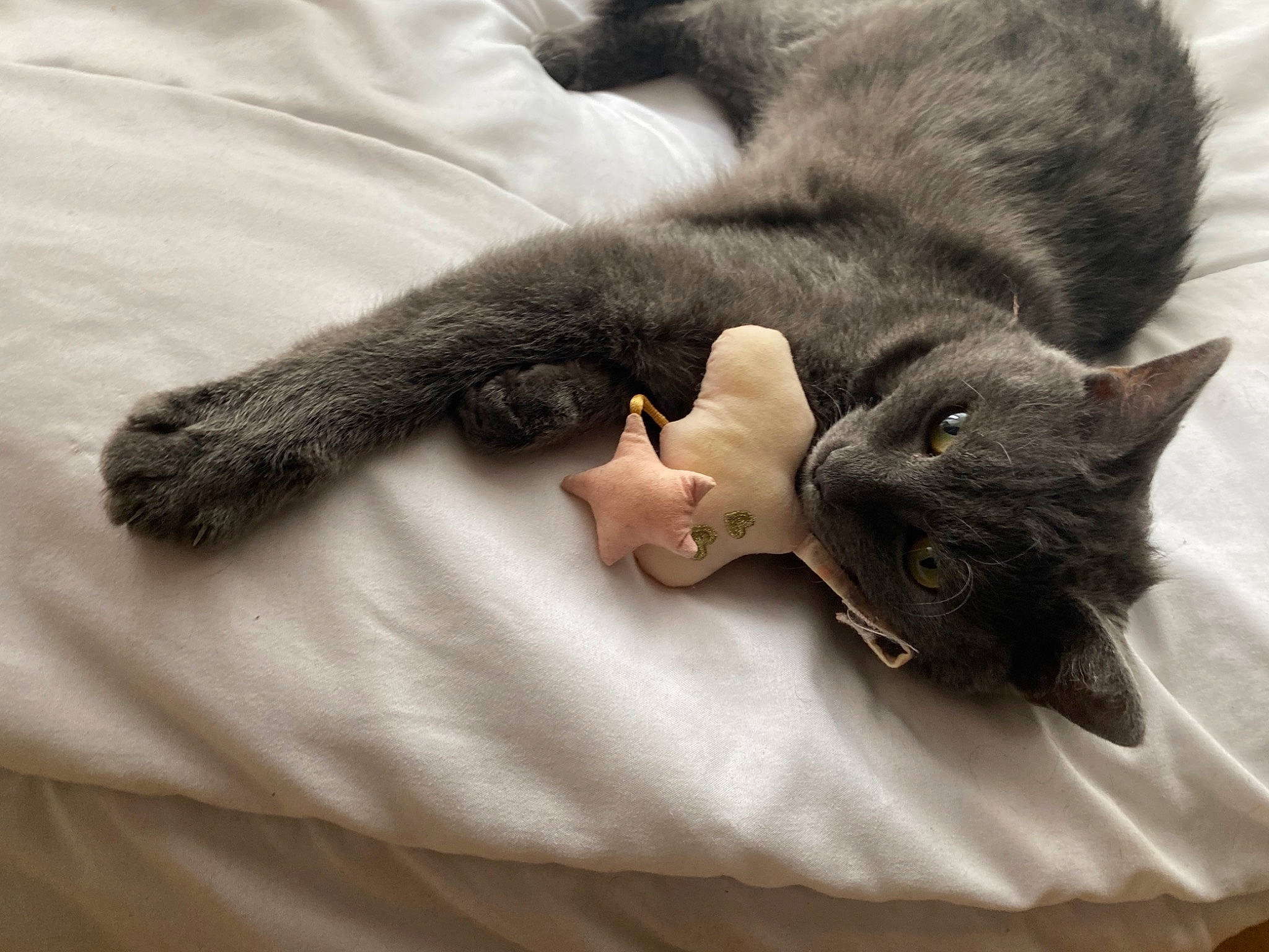 Kindër participe au concours pour gagner de l'argent avec cette photo : black_cat, bombay, carnivore, cat, claw, comfort, domestic_short_haired_cat, ear, felidae, fur, grey, linens, nap, paw, small_to_medium_sized_cats, tail, whiskers