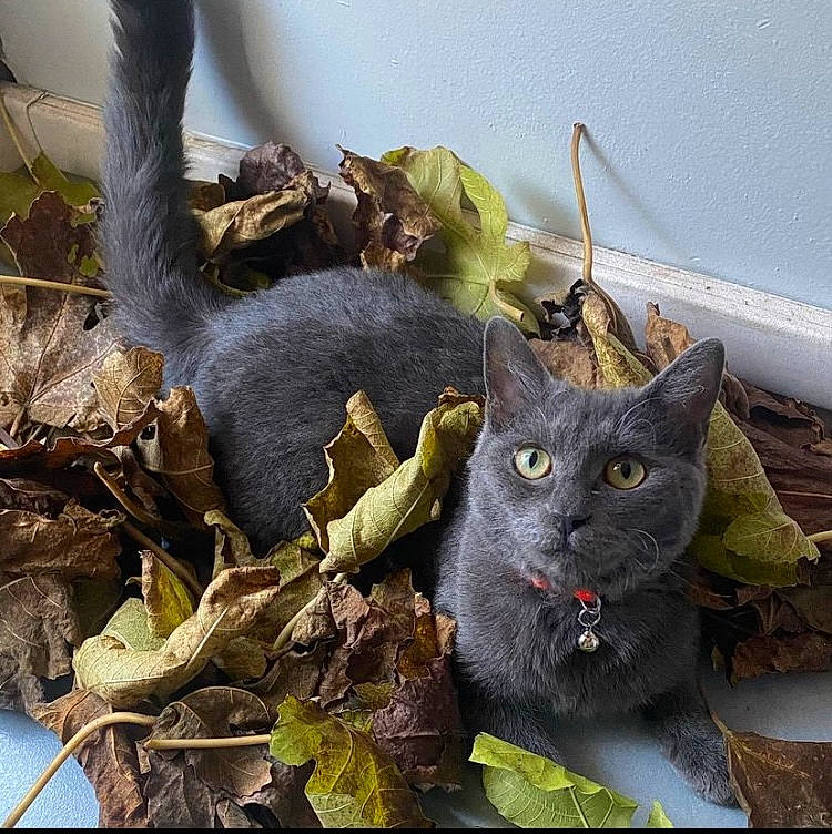 Kindër a rejoint le concours — aidez-le/la à gagner de superbes lots ! black_cat, carnivore, cat, domestic_short_haired_cat, felidae, fur, grey, organism, plant, russian_blue, small_to_medium_sized_cats, tail, terrestrial_animal, twig, whiskers, wildlife