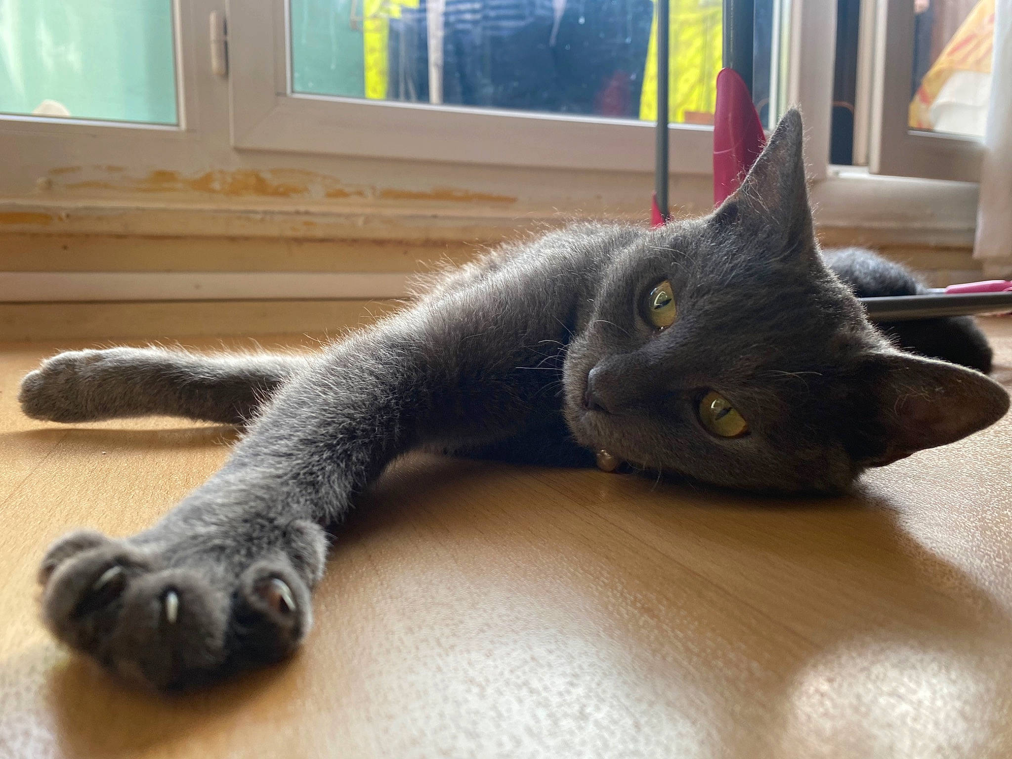 Kindër a rejoint le concours — aidez-le/la à gagner de superbes lots ! black_cat, carnivore, cat, claw, comfort, domestic_short_haired_cat, felidae, flooring, foot, fur, grey, paw, russian_blue, small_to_medium_sized_cats, snout, tail, terrestrial_animal, whiskers, window, wood