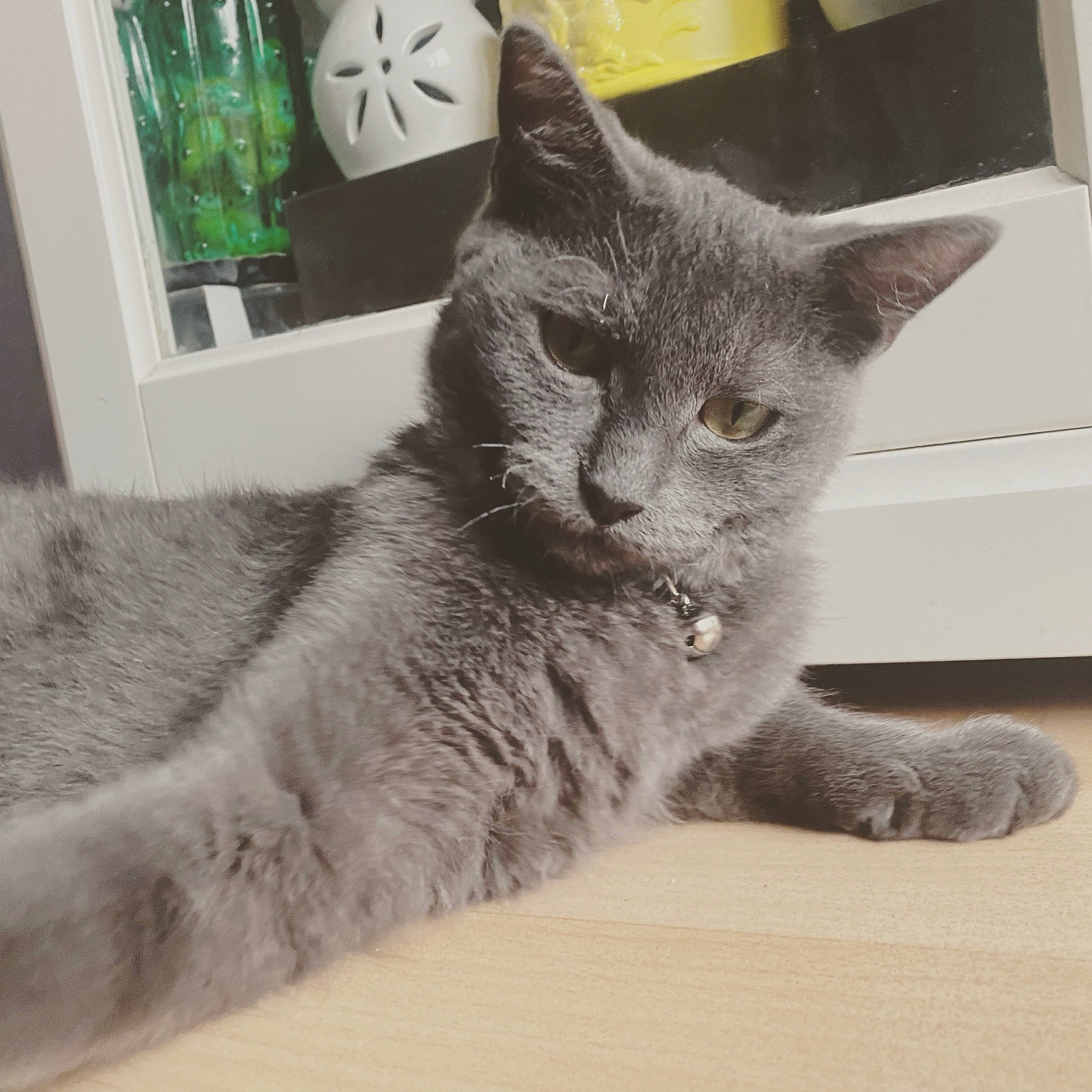 Kindër participe au concours pour gagner de l'argent avec cette photo : carnivore, cat, cat_supply, claw, comfort, domestic_short_haired_cat, eye, felidae, fur, grey, paw, picture_frame, russian_blue, sitting, small_to_medium_sized_cats, snout, tail, terrestrial_animal, whiskers, window