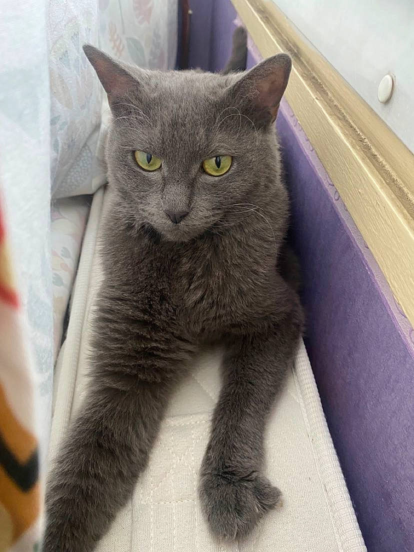 Kindër a rejoint le concours — aidez-le/la à gagner de superbes lots ! carnivore, cat, claw, domestic_short_haired_cat, felidae, fur, grey, paw, russian_blue, small_to_medium_sized_cats, snout, tail, whiskers, window