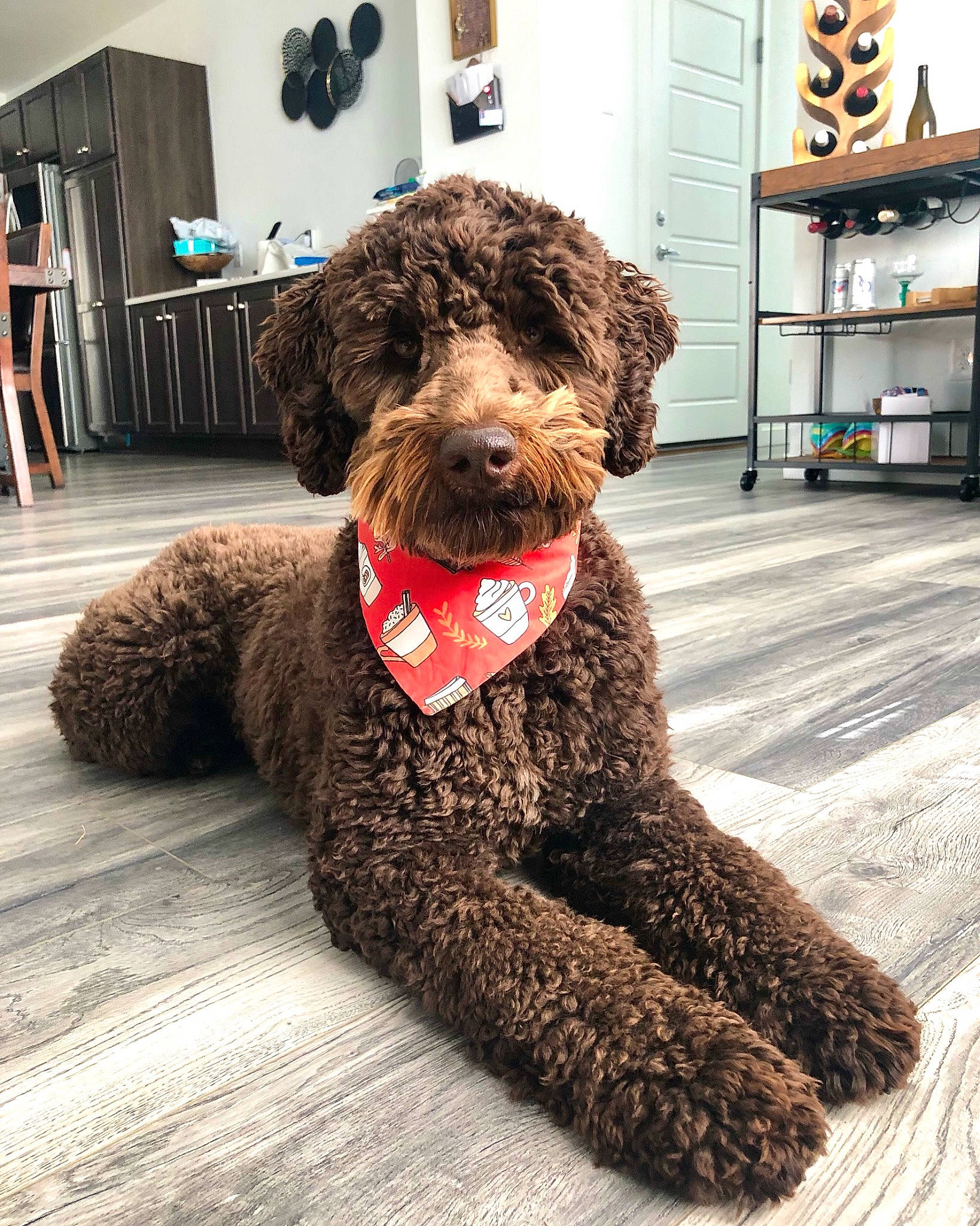 Louie is registered to the contest to win money with this photo: canidae, carnivore, companion_dog, dog, dog_breed, dog_collar, dog_supply, fawn, flooring, fur, houseplant, liver, pet_supply, poodle, shelf, snout, sporting_group, terrier, water_dog, working_animal