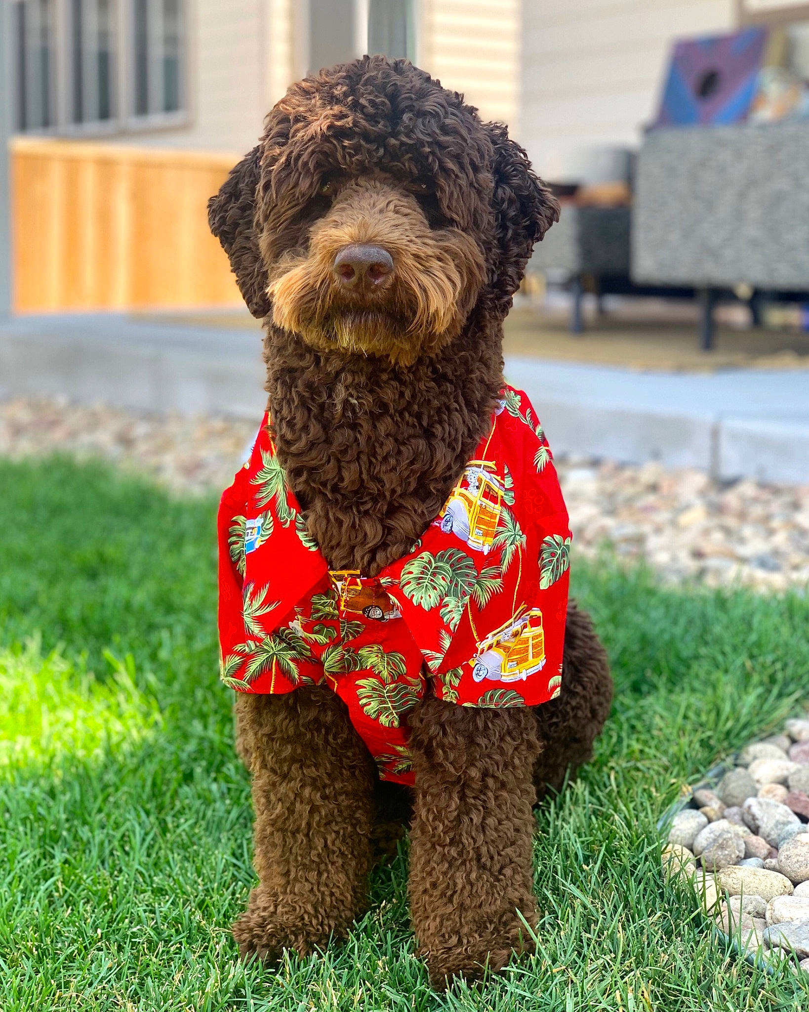 Louie joined the competition — help win amazing prizes! art, canidae, carnivore, companion_dog, dog, dog_breed, dog_collar, fur, grass, lawn_ornament, plant, poodle, shrub, smile, snout, sporting_group, terrier, water_dog, window, working_animal