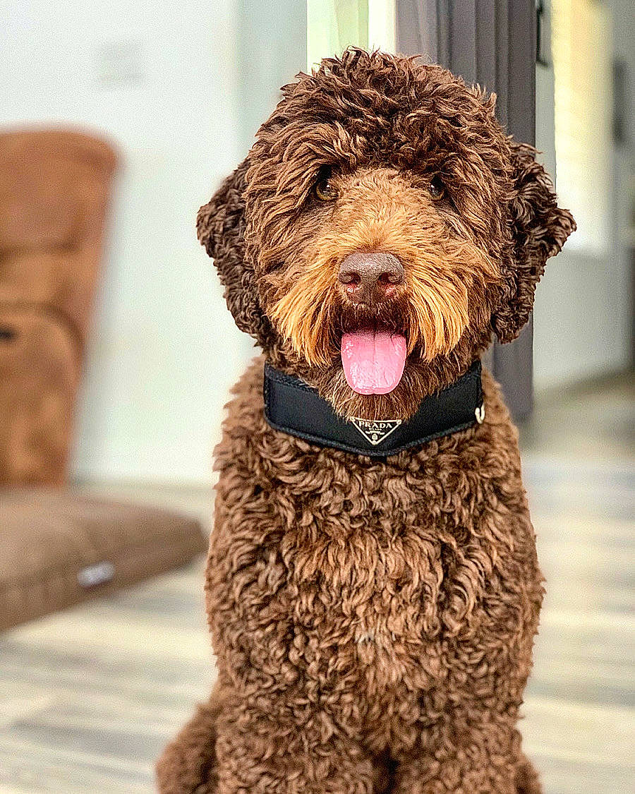 Louie is registered to the contest to win money with this photo: canidae, carnivore, collar, companion_dog, dog, dog_breed, dog_collar, fur, labradoodle, liver, poodle, poodle_crossbreed, snout, sporting_group, terrestrial_animal, terrier, toy, toy_dog, water_dog, working_animal