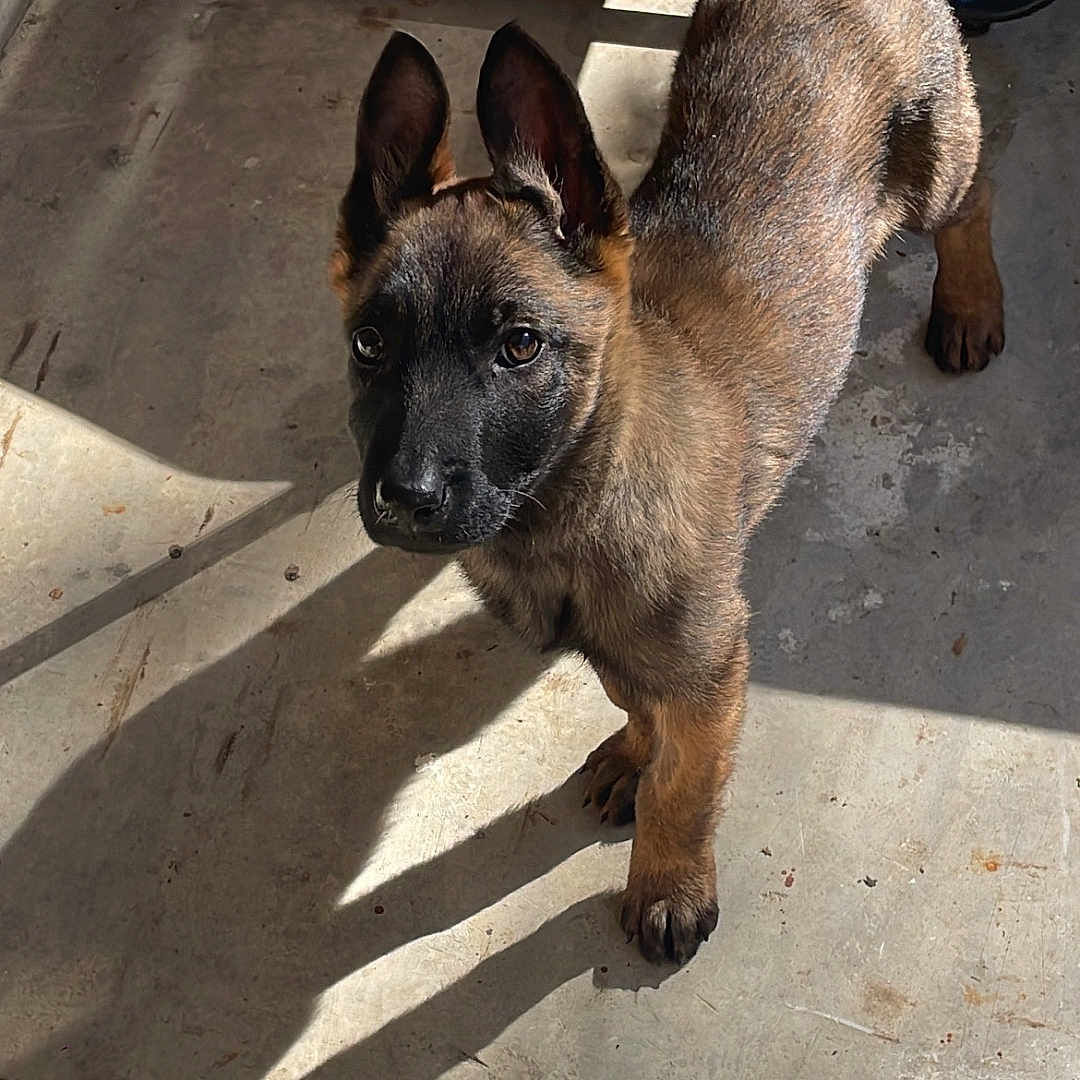 Kira a rejoint le concours — aidez-le/la à gagner de superbes lots ! accessories, animal, bulldog, canine, dog, flagstone, frenchbulldog, germanshepherd, hound, leash, path, pet, pitbull, policedog, puppy, snout, strap, terrier, walkway
