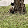 animal, blue_eyes, cat, curious, daylight, feline, flora, grass, mammal, nature, outdoor, pet, plant, quiet, siamese_cat, sitting, tree, trunk, whiskers, yard