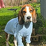 dog, basset_hound, pet, animal, portrait, outdoor, garden, grass, blue_sweater, clothing, standing, floppy_ears, long_ears, brown_and_white, hound, backyard, fence, laundry_line, sunlight, funny
