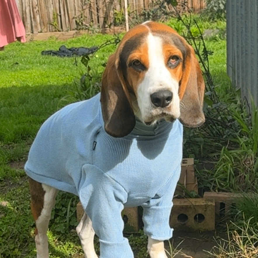 Hank