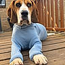 dog, basset_hound, pet, sweater, blue_clothing, long_ears, floppy_ears, brown_and_white, portrait, outdoor, deck, wooden_floor, backyard, house, railing, sitting, lying_down, paws, camera_facing, funny