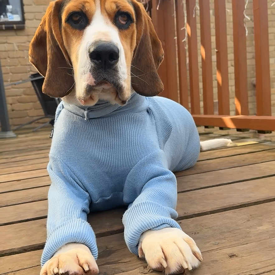 Thunder joined the competition — help win amazing prizes! dog, basset_hound, pet, sweater, blue_clothing, long_ears, floppy_ears, brown_and_white, portrait, outdoor, deck, wooden_floor, backyard, house, railing, sitting, lying_down, paws, camera_facing, funny