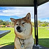 Yuina joined the competition — help win amazing prizes! dog, shiba_inu, outdoor, park, grass, pavilion, collar, leash, sunny, sky, nature, pet, canine, animal, portrait, sitting, daytime, greenery, relaxed, cute