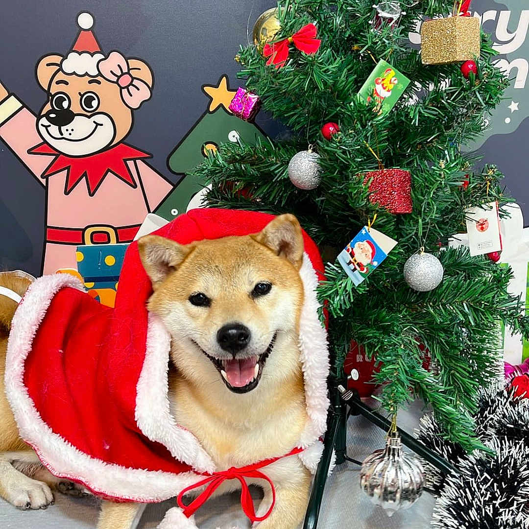 Yuina is registered to the contest to win money with this photo: dog, shiba_inu, christmas_tree, holiday_decorations, festive_clothing, santa_cape, smiling, indoor, cartoon_bear, gift_box, ornaments, greenery, red_bow, silver_bauble, holiday_spirit, happy_pet, festive_scene, decorative_wreath, floor, background_art