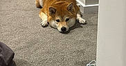 Yuina is registered to the contest to win money with this photo: dog, shiba_inu, carpet, indoor, floor, pet, animal, lying_down, brown_fur, ears, face, tail, relaxed, home, door, corner, paws, quiet, resting, cozy