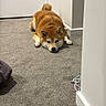 dog, shiba_inu, carpet, indoor, floor, pet, animal, lying_down, brown_fur, ears, face, tail, relaxed, home, door, corner, paws, quiet, resting, cozy
