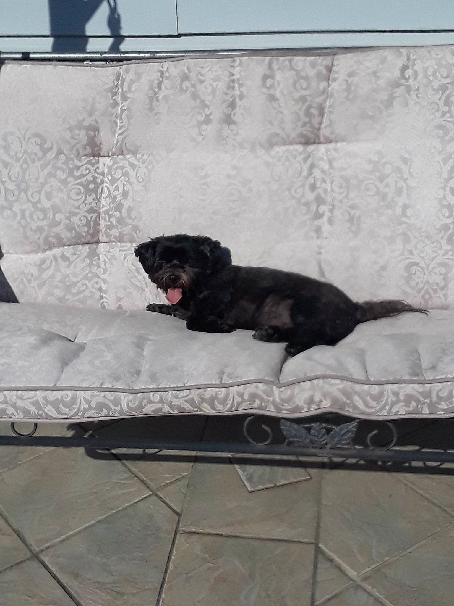 Chloe is registered to the contest to win money with this photo: canidae, carnivore, dog, dog_breed, labrador_retriever, retriever, sporting_group, tail