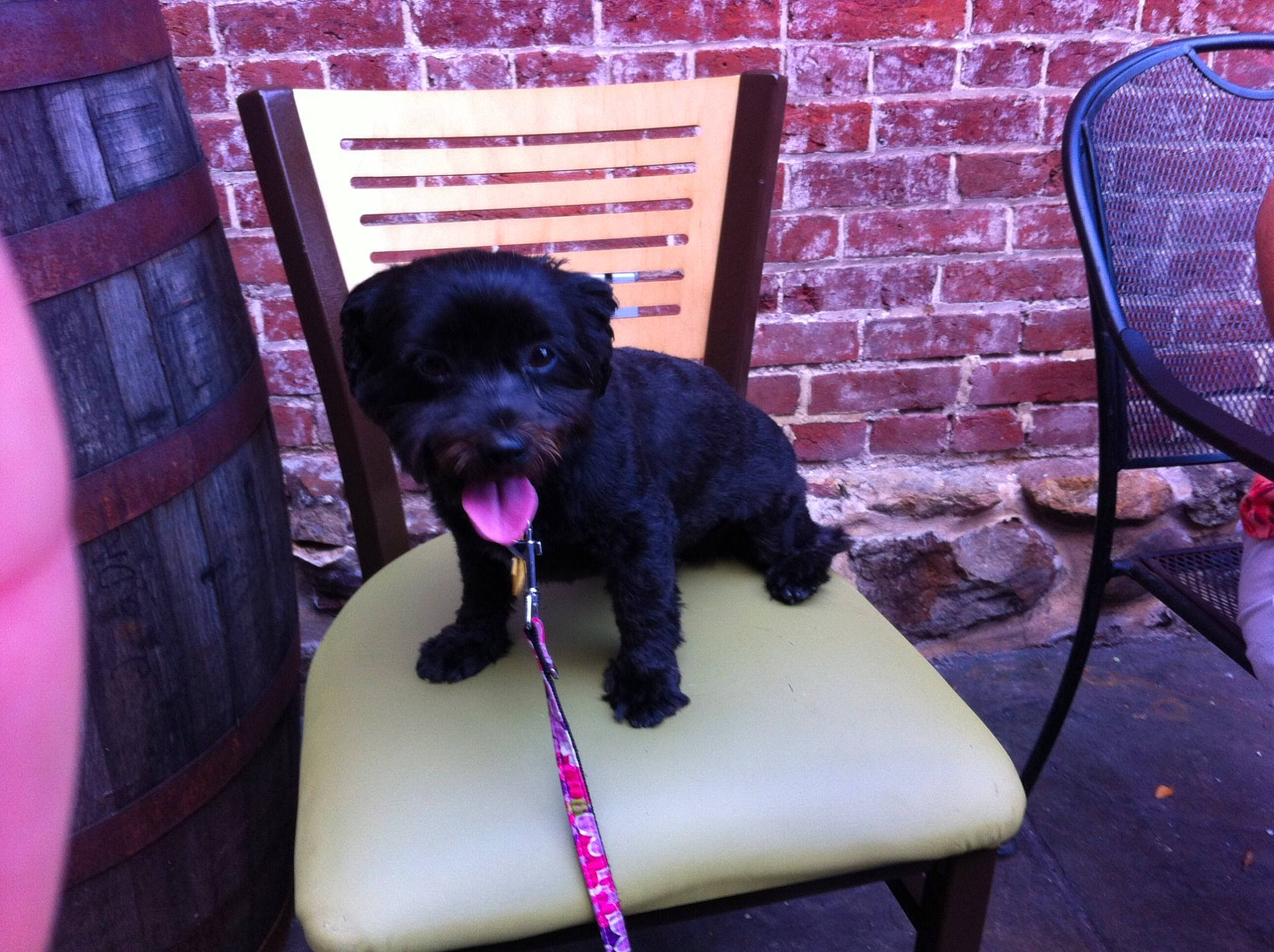 Chloe joined the competition — help win amazing prizes! affenpinscher, canidae, carnivore, companion_dog, dog, dog_breed, mammal, miniature_schnauzer, patterdale_terrier, pink, puppy, purple, schnoodle, sporting_group, vertebrate