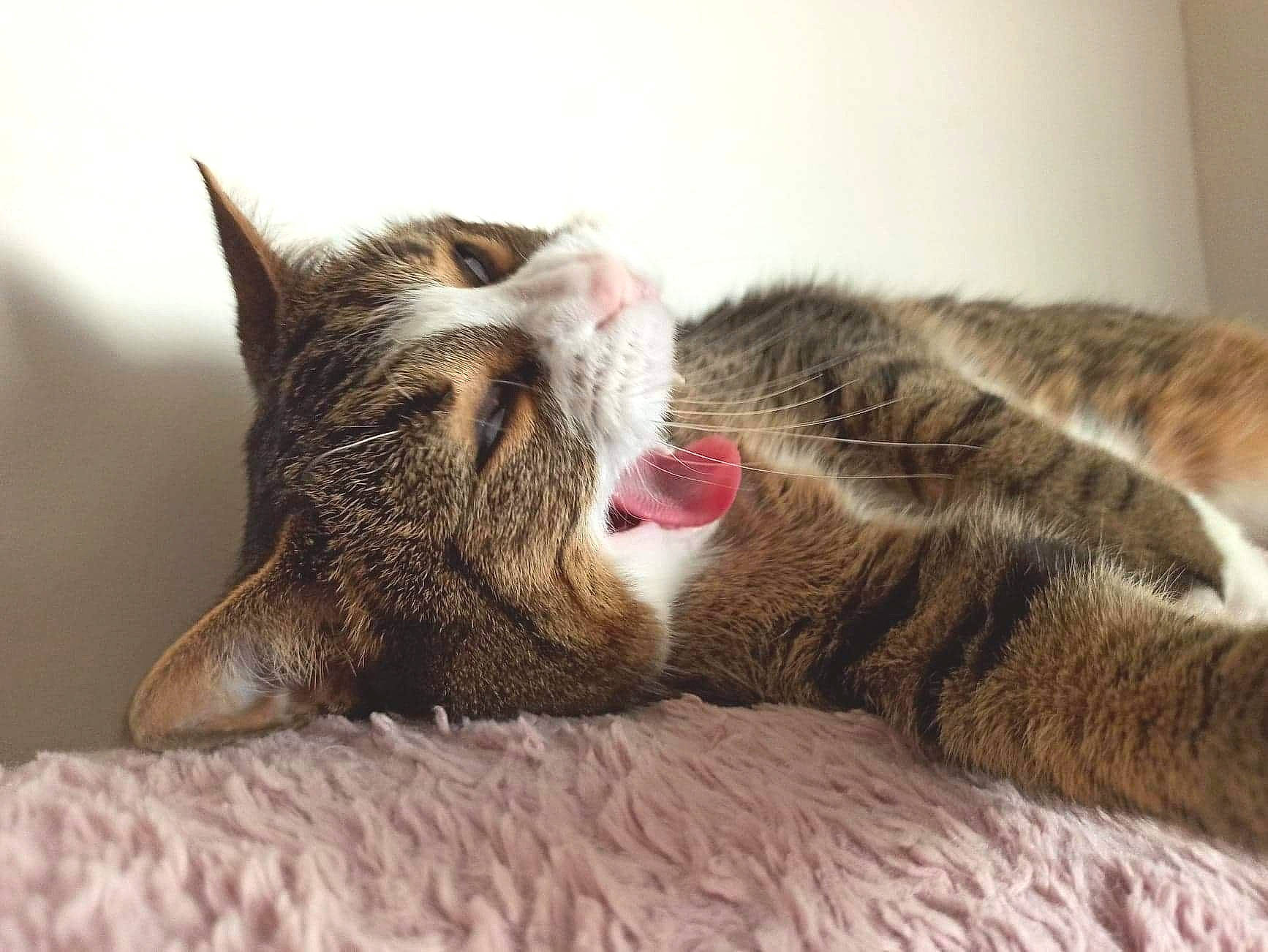 Mychy participe au concours pour gagner de l'argent avec cette photo : carnivore, cat, domestic_short_haired_cat, dragon_li, ear, european_shorthair, eye, facial_expression, felidae, fur, nap, nose, paw, pixie_bob, sleep, small_to_medium_sized_cats, snout, tabby_cat, whiskers, yawn