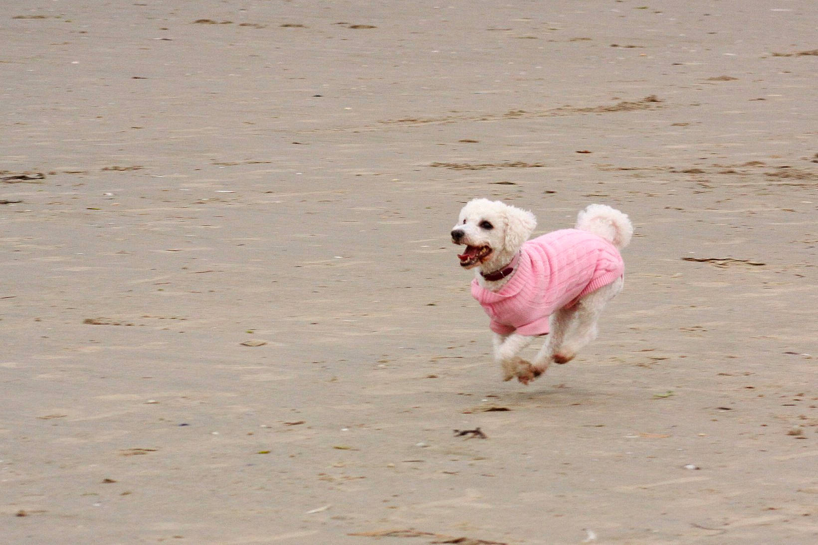 Kenza participe au concours pour gagner de l'argent avec cette photo : carnivore, cockapoo, companion_dog, corgi_chihuahua, dog, dog_breed, dog_clothes, dog_supply, leash, paw, pet_supply, poodle, poodle_crossbreed, puppy_love, small_terrier, sporting_group, standard_poodle, terrier, toy_dog, working_animal