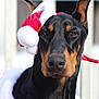 Ghost is registered to the contest to win money with this photo: dog, doberman, pet, portrait, santa_hat, holiday_costume, close_up, ears, black_coat, brown_markings, nose, eyes, fur, whiskers, red_collar, festive, animal, domestic_animal, background_blur, outdoor