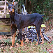 Ghost joined the competition — help win amazing prizes! doberman_pinscher, dog, pet, black_and_tan, standing, alert, pointed_ears, yard, grass, fallen_leaves, wooden_trailer, chain, wheel, lawnmower, outdoor_tools, rustic, background_foliage, portrait, short_tail, muscular_pose