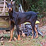 doberman_pinscher, dog, pet, black_and_tan, standing, alert, pointed_ears, yard, grass, fallen_leaves, wooden_trailer, chain, wheel, lawnmower, outdoor_tools, rustic, background_foliage, portrait, short_tail, muscular_pose