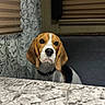 Boris is registered to the contest to win money with this photo: dog, beagle, pet, animal, indoor, table, marble, curtains, blinds, brown, white, black, face, ears, collar, looking, waiting, domestic, cute, portrait