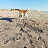 Boris joined the competition — help win amazing prizes! dog, beagle, puppy, running, jumping, sand, beach, outdoor, sunny, blue_sky, ears_flapping, playful, canine, animal, pet, nature, daytime, vacation, fun, happy