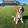 dog, beagle, puppy, leash, harness, grass, lawn, outdoor, sunlight, blue_sky, building, residential, architecture, pet, animal, sitting, daylight, nature, canine, cute