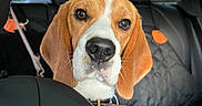 Boris is registered to the contest to win money with this photo: beagle, dog, puppy, car_interior, seat, headrest, leather_seat, window, greenery, quilted_cover, collar, pet, animal, ears, nose, whiskers, young_dog, looking, closeup, front_seat