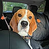 beagle, dog, puppy, car_interior, seat, headrest, leather_seat, window, greenery, quilted_cover, collar, pet, animal, ears, nose, whiskers, young_dog, looking, closeup, front_seat