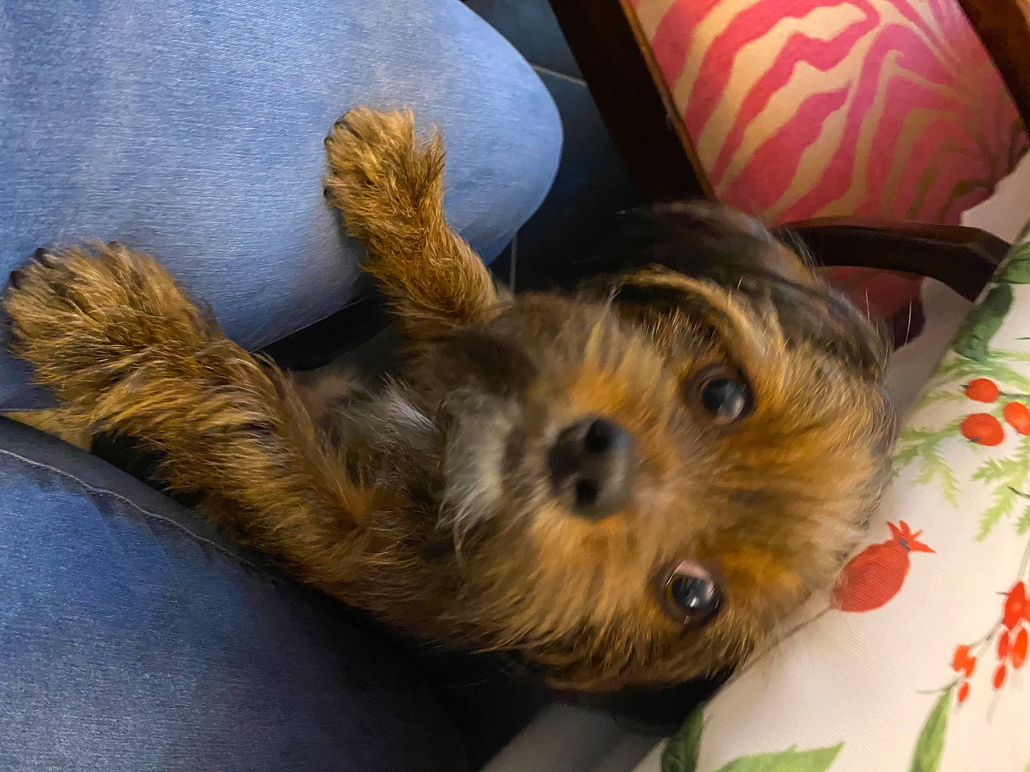 Tweak joined the competition — help win amazing prizes! australian_terrier, canidae, carnivore, companion_dog, dog, dog_breed, dog_supply, fawn, fur, home_accessories, norwich_terrier, paw, puppy, small_terrier, snout, sporting_group, terrier, toy_dog, working_animal, working_dog