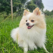 Max is registered to the contest to win money with this photo: animal, canine, cream, cute, daylight, dog, field, fluffy, fur, grass, green, happy, nature, outdoor, pet, pomeranian, portrait, sitting, smiling, white