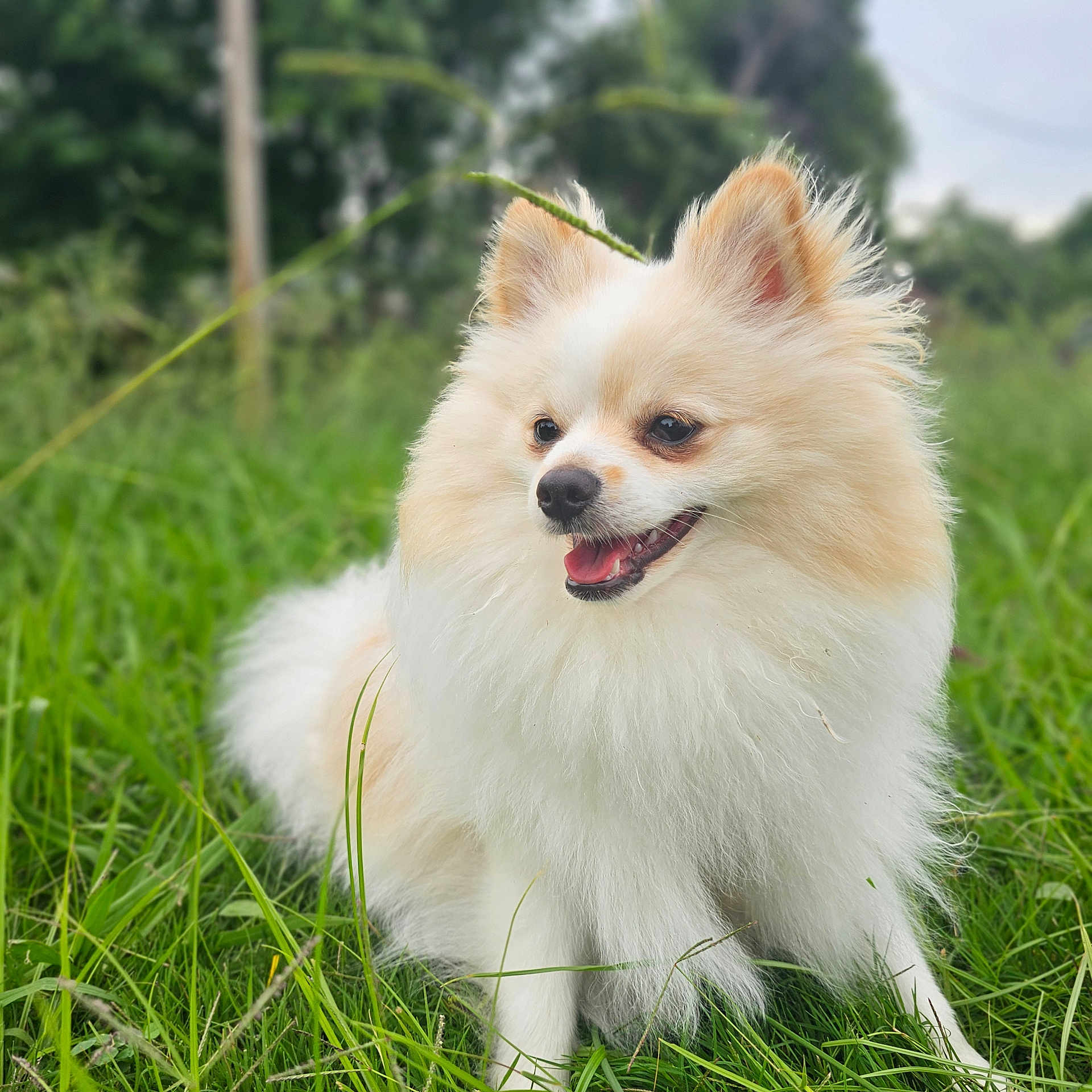 Max