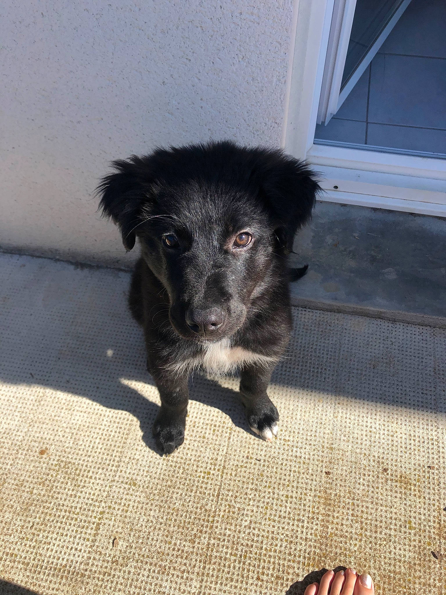 Câlin a rejoint le concours — aidez-le/la à gagner de superbes lots ! border_collie, canidae, carnivore, dog, dog_breed, mammal, mudi, puppy, rare_breed_dog, sporting_group, stabyhoun