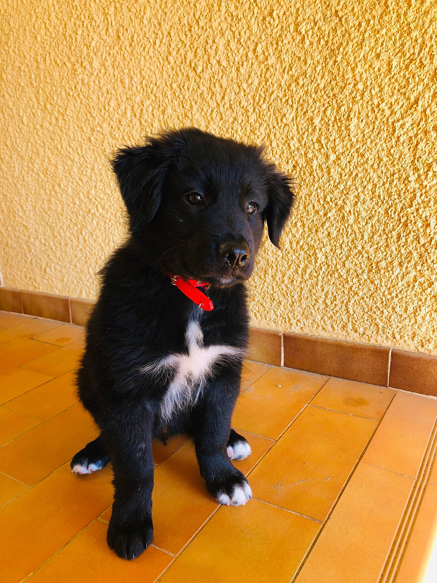 Câlin participe au concours pour gagner de l'argent avec cette photo : beagador, borador, border_collie, canidae, carnivore, companion_dog, dog, dog_breed, flat_coated_retriever, mammal, puppy, rare_breed_dog, retriever, small_greek_domestic_dog, snout, sporting_group, stabyhoun, vertebrate