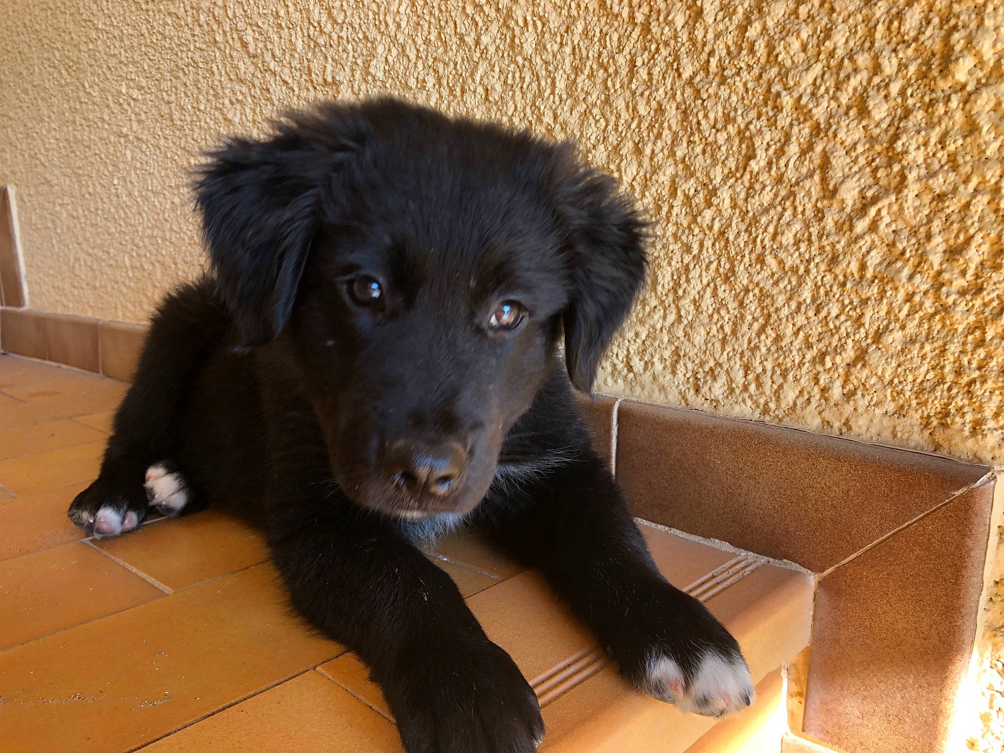 Câlin participe au concours pour gagner de l'argent avec cette photo : beagador, borador, canidae, carnivore, companion_dog, dog, dog_breed, flat_coated_retriever, mammal, puppy, rare_breed_dog, small_greek_domestic_dog, snout, sporting_group, vertebrate