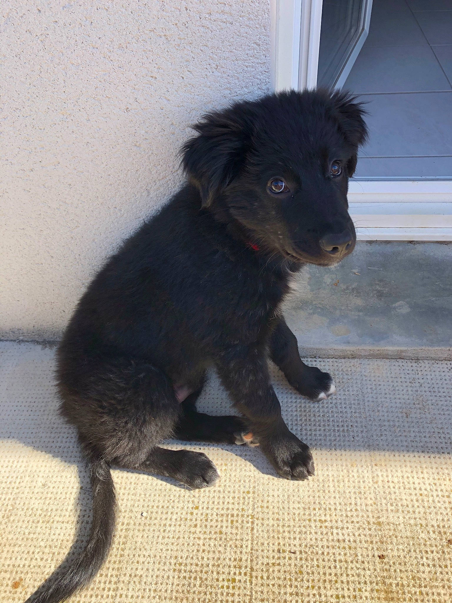 Câlin a rejoint le concours — aidez-le/la à gagner de superbes lots ! borador, canidae, carnivore, companion_dog, dog, dog_breed, mammal, patterdale_terrier, puppy, rare_breed_dog, sporting_group, street_dog, vertebrate