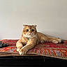 cat, orange_cat, pet, indoor, furniture, remote_control, colorful_cloth, relaxed, lying_down, whiskers, big_eyes, collar, domestic_animal, cute, fluffy, table, resting, home, calm, mammal
