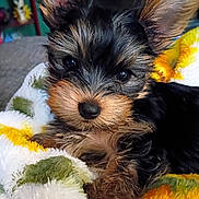 Ceasar is registered to the contest to win money with this photo: puppy, dog, pet, cute, fluffy, ears, blanket, cozy, fur, animal, small, indoors, comfort, resting, closeup, adorable, young, soft, sleepy, face