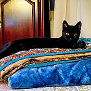 Charlie joined the competition — help win amazing prizes! black_cat, cat, animal, pet, indoor, blanket, stack, fabric, yellow_eyes, furniture, wooden_cabinet, curtain, cozy, resting, lying_down, domestic, fur, bedroom, home, relaxed