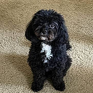 Blaze joined the competition — help win amazing prizes! dog, black_dog, puppy, fluffy, curly_fur, white_patch, indoor, carpet, toy, plush_toy, blue_toy, pet, cute, sitting, looking_up, animal, companion, domestic, friendly, furry