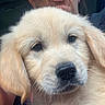 golden_retriever, puppy, dog, close_up, pet, animal, cute, fur, nose, ears, face, whiskers, person, human, holding, indoor, portrait, expression, soft, adorable