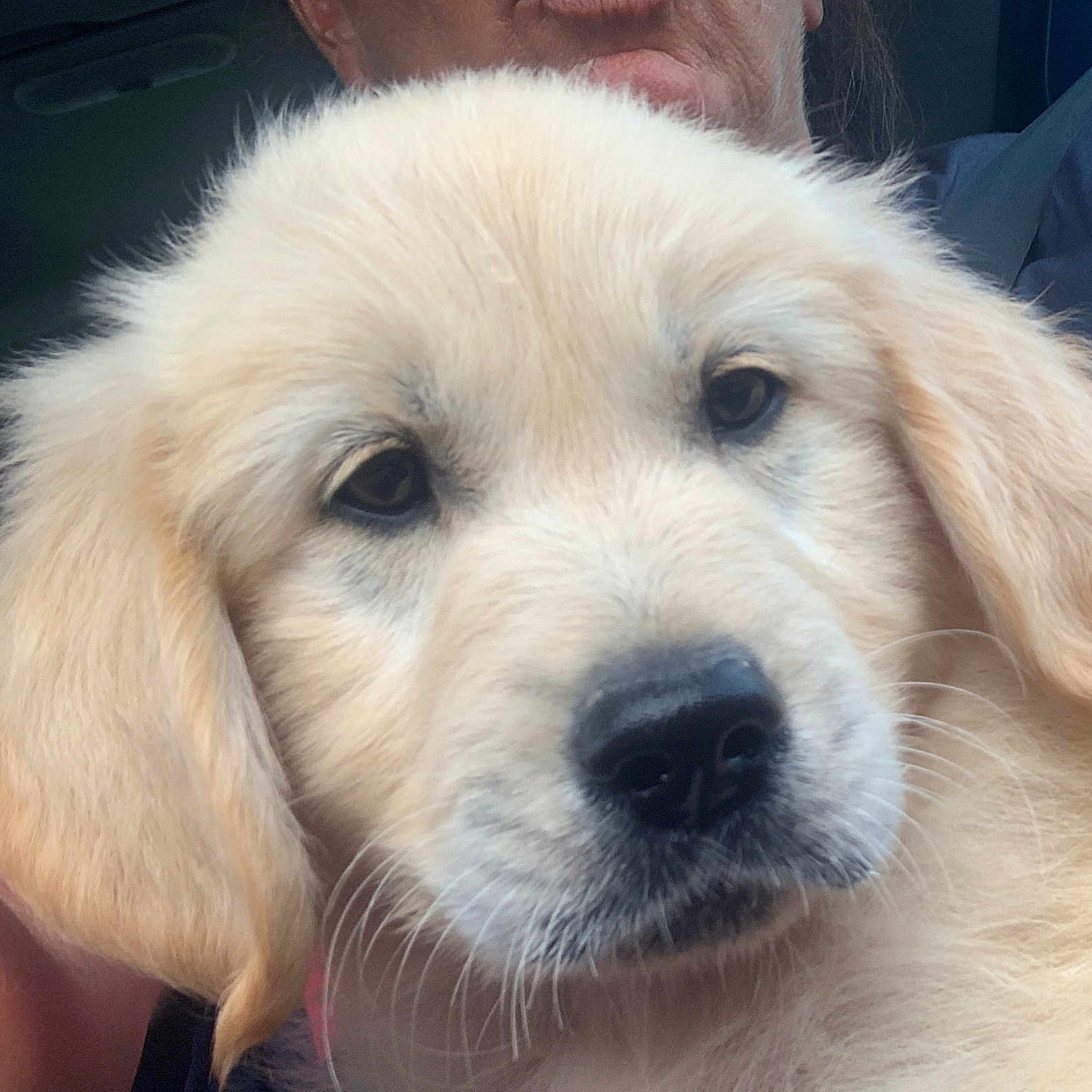 Gamin a rejoint le concours — aidez-le/la à gagner de superbes lots ! golden_retriever, puppy, dog, close_up, pet, animal, cute, fur, nose, ears, face, whiskers, person, human, holding, indoor, portrait, expression, soft, adorable