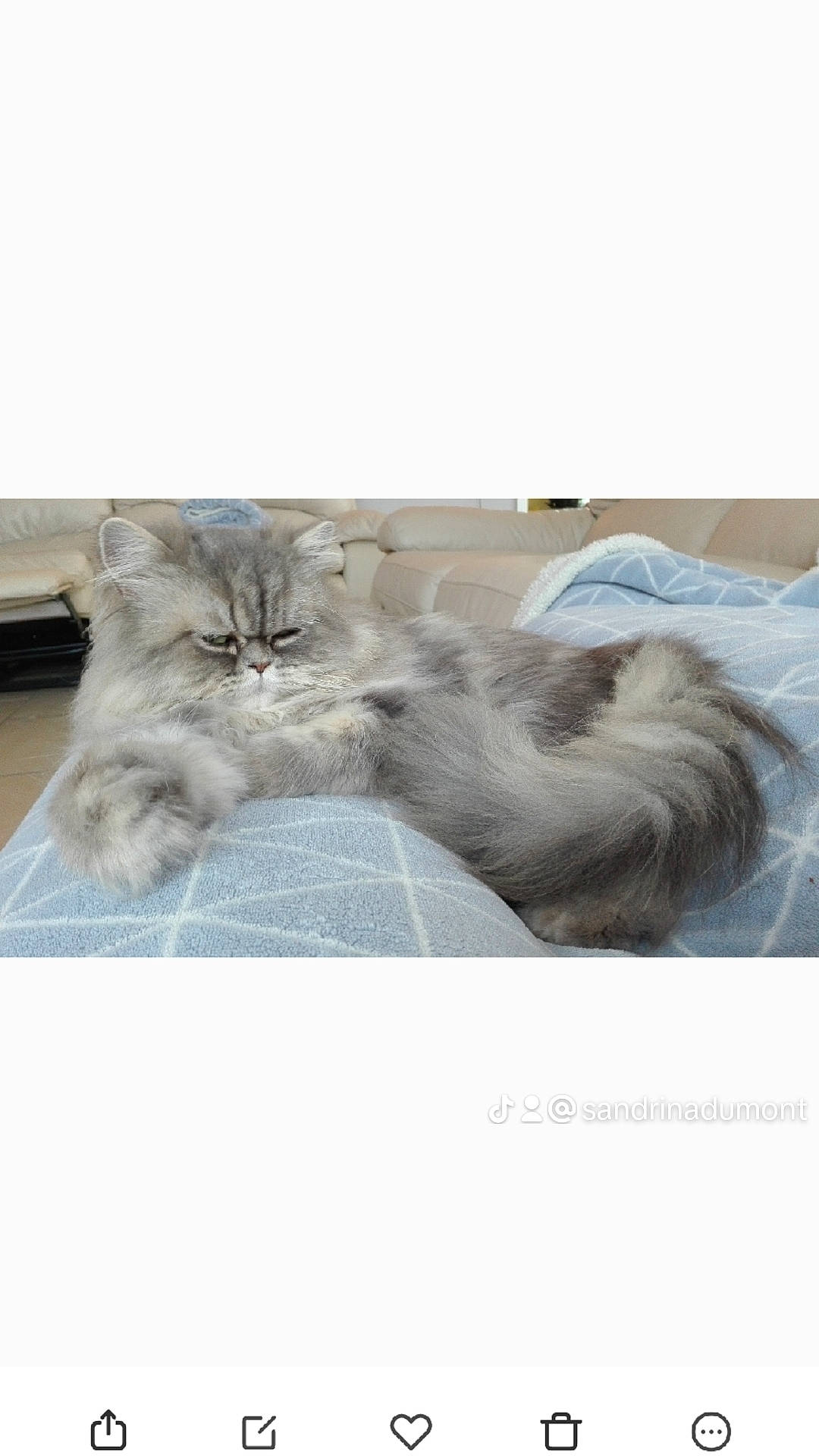 Kiara a rejoint le concours — aidez-le/la à gagner de superbes lots ! british_longhair, carnivore, cat, comfort, domestic_short_haired_cat, felidae, font, fur, grey, paw, photo_caption, small_to_medium_sized_cats, terrestrial_animal, whiskers