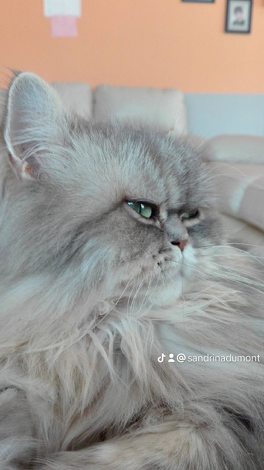 Kiara a rejoint le concours — aidez-le/la à gagner de superbes lots ! british_longhair, carnivore, cat, felidae, fur, grey, persian, small_to_medium_sized_cats, snout, whiskers