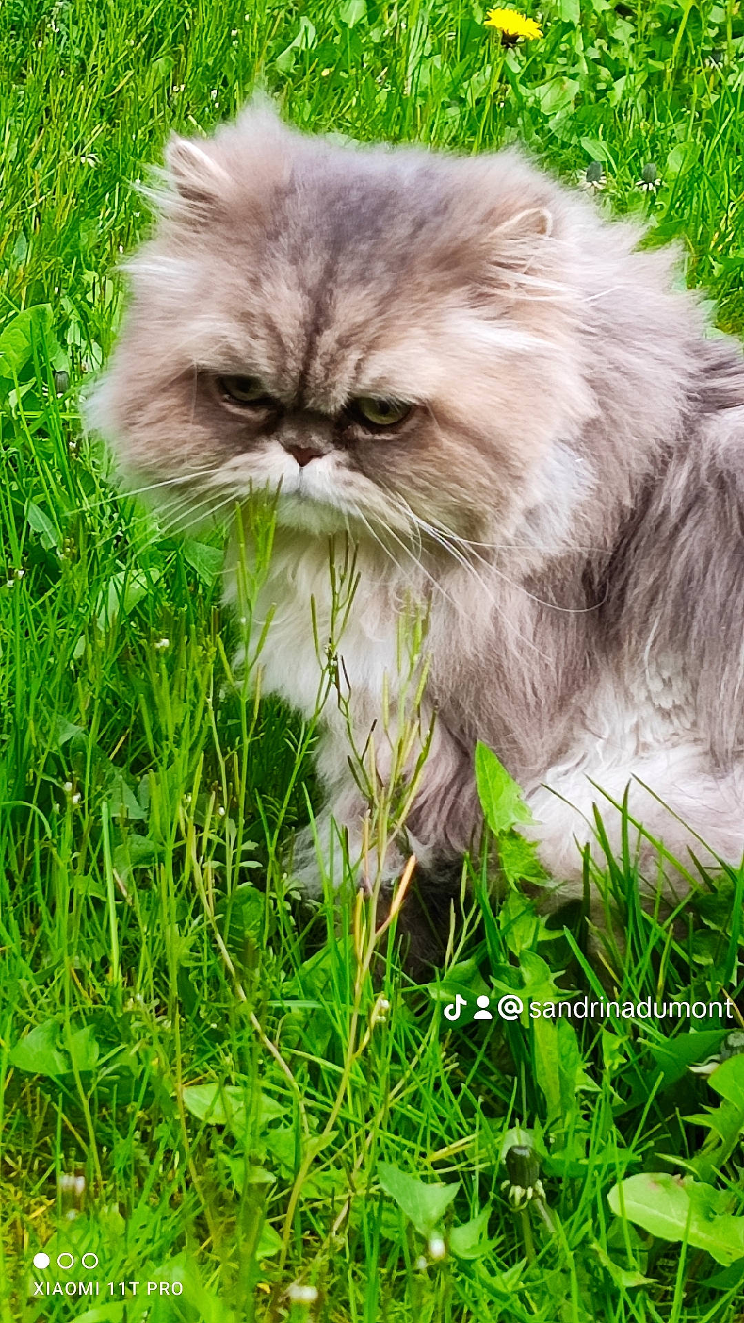 Kiara participe au concours pour gagner de l'argent avec cette photo : british_longhair, carnivore, cat, close_up, fawn, felidae, flowering_plant, fruit, fur, grass, groundcover, nature, persian, plant, small_to_medium_sized_cats, snout, terrestrial_animal, whiskers, wildlife