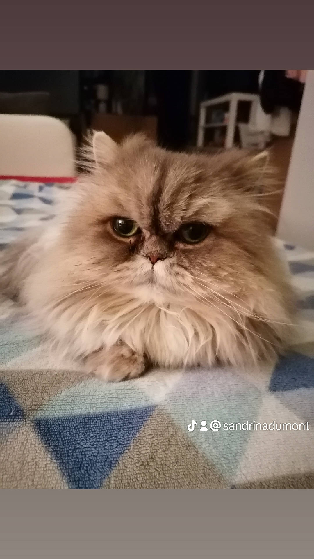 Kiara a rejoint le concours — aidez-le/la à gagner de superbes lots ! carnivore, cat, fawn, felidae, fur, persian, small_to_medium_sized_cats, snout, terrestrial_animal, whiskers