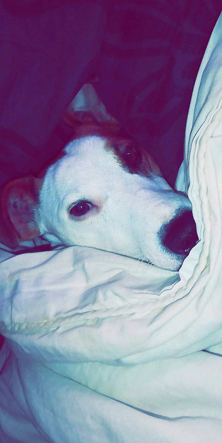 Jet participe au concours pour gagner de l'argent avec cette photo : canidae, carnivore, companion_dog, dog, dog_breed, dogo_argentino, english_white_terrier, head, mammal, non_sporting_group, nose, pit_bull, puppy, whippet